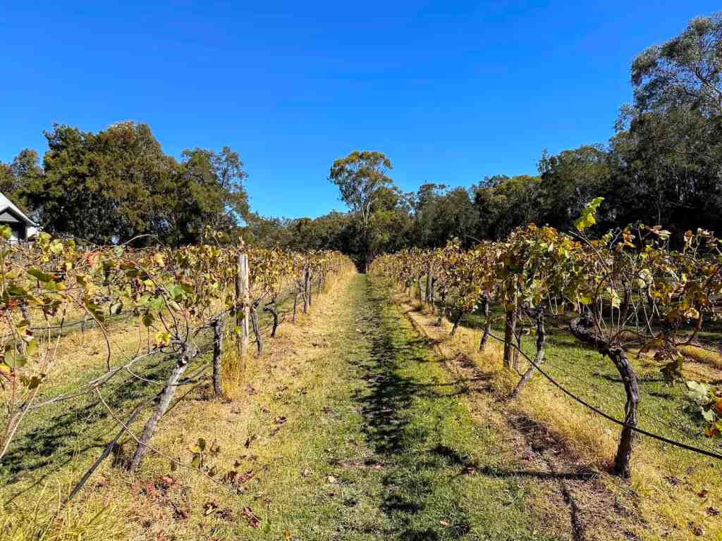 View of the vines in the Hunter Valley